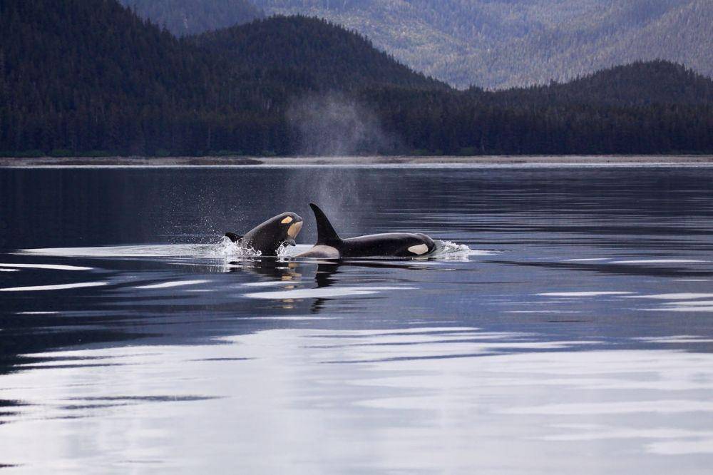 orca, salah satu hewan yang dapat ditemui di lautan antartika (Pexels.com/Pixabay)