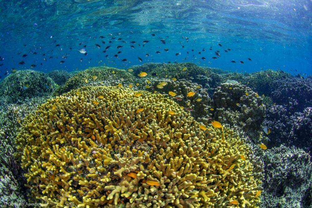 potret keindahan bawah laut Pulau Menjangan (instagram.com/biospherefdn)