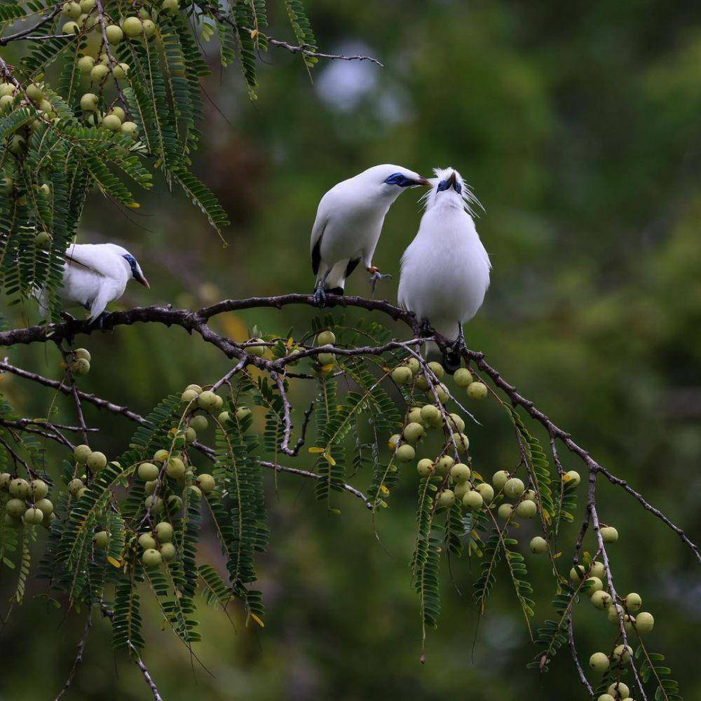 potret Curik Bali di Taman Nasional Bali Barat (instagram.com/wildlife_yan_gunayasa)
