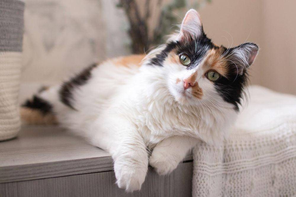 Kucing calico hampir selalu berjenis kelamin betina. (thesprucepets.com)