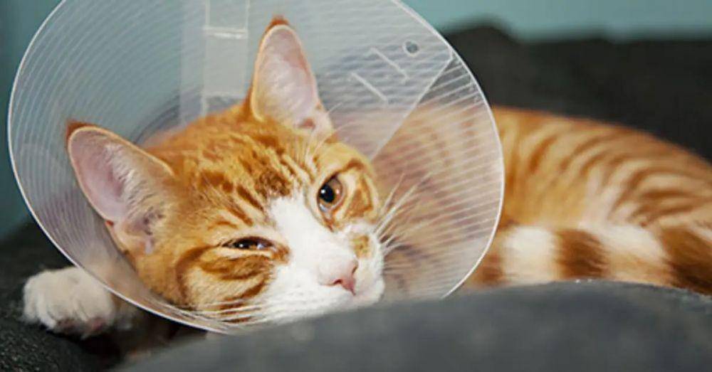 ilustrasi kucing yang baru menjalani operasi kebiri (embracepetinsurance.com)