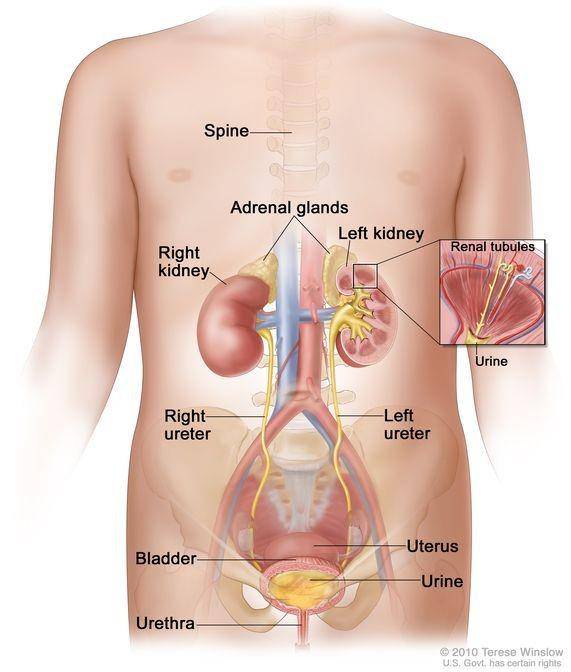 ilustrasi tumor Wilms (cancer.gov/Terese Winslow)