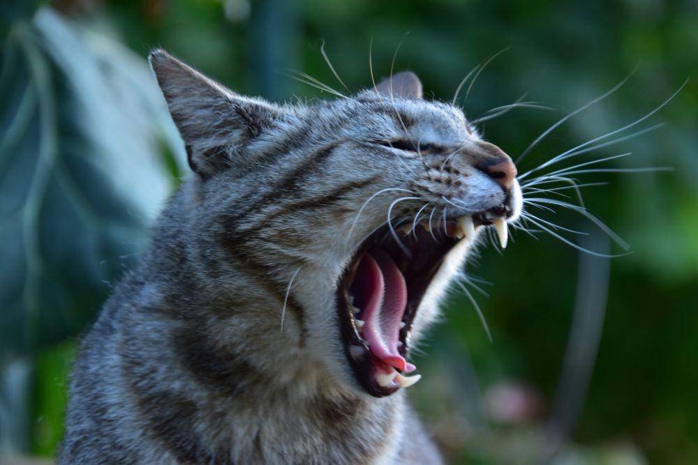 ilustrasi gigi kucing (unsplash.com/Bill Aboudi)