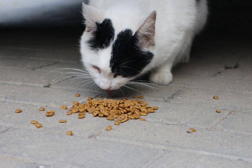 ilustrasi kucing makan dry food (pixabay.com/AmberShadow)