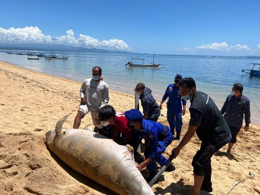 Potret Dugong Terdampar di Pantai Watu Jimbar Sanur Bali