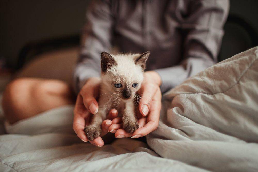 ilustrasi anak kucing (pexels.com/Helena Lopes)