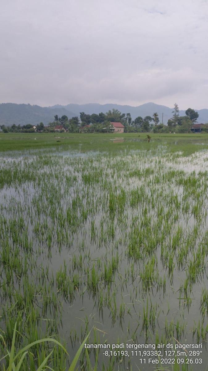 Ratusan Hektar Sawah di Tulungagung Terendam Banjir