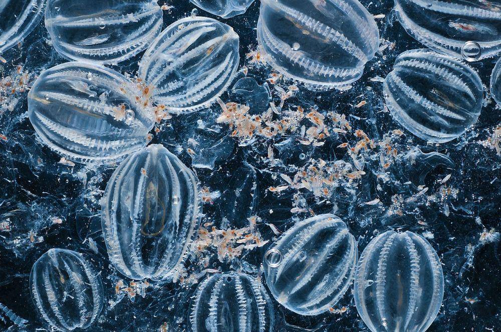 ctenophora dan zooplankton (wikimedia.org/USEPA Environmental-Protection-Agency)
