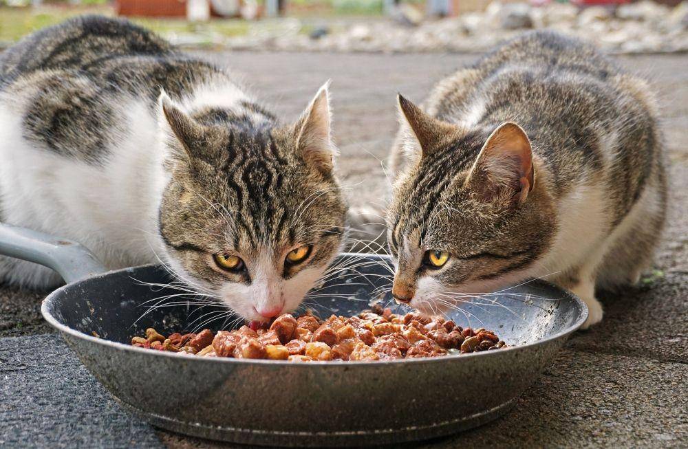 ilustrasi kucing makan wet food (pixabay.com/rotbart94)