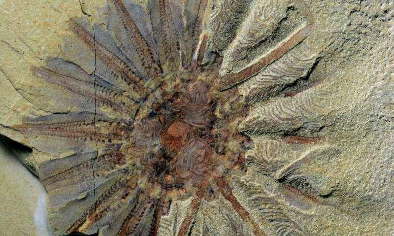 fosil Daihua di Yunnan, Cina Selatan (phys.org/Yang Zhao)