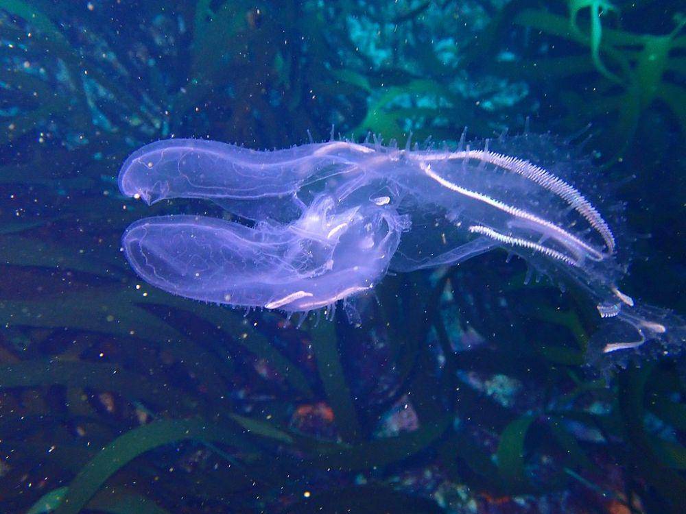 ctenophora (wikimedia.org/Peter Southwood)