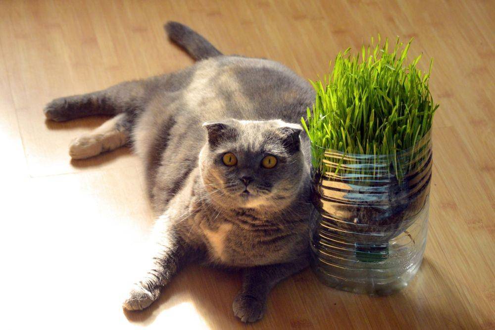 ilustrasi kucing obesitas (pixabay.com/islandworks)