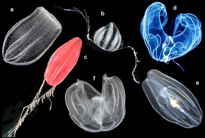 ctenophora—(a) Beroe ovata, (b) Euplokamis sp., (c) Nepheloctena sp., (d) Bathocyroe fosteri, (e) Mnemiopsis leidyi, (f) Ocyropsis sp (wikimedia.org/(a, b, e, f—Joseph F. Ryan) (c—R. Griswold) (d—Marsh Youngbluth))