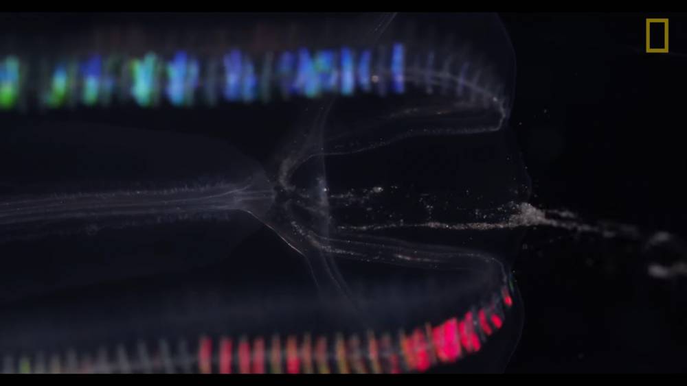 ctenophora mengeluarkan kotoran dari tubuhnya (youtube.com/National Geographic)