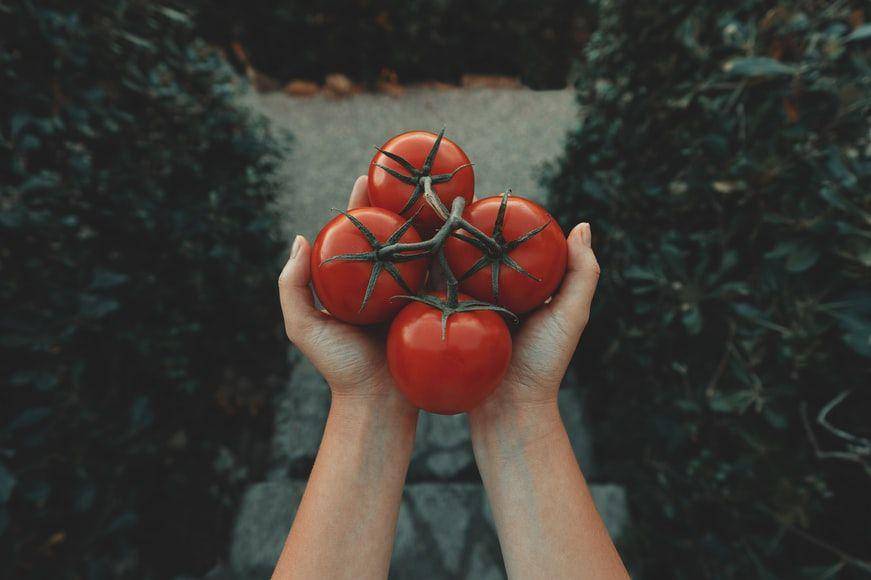 ilustrasi tomat (Unsplash/Clay Banks)