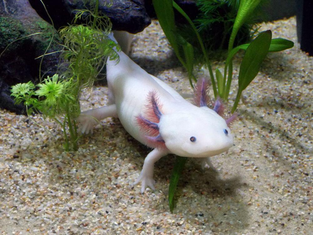 10 Fakta Unik Axolotl, Amfibi Imut Asal Meksiko