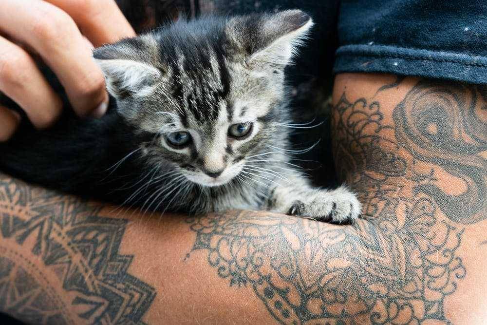 ilustrasi kucing lucu (pexels.com/@Guy_Kawasaki)