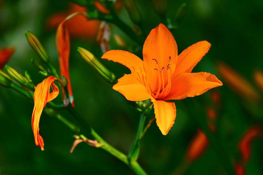 ilustrasi orange lily (pixabay.com/Couleur)