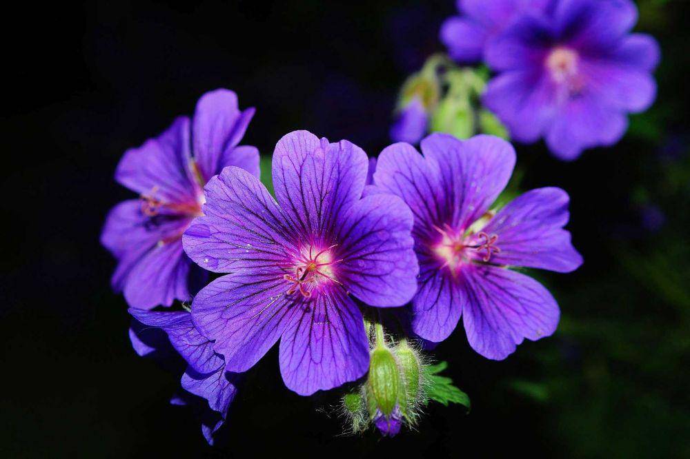 ilustrasi geranium (pixabay.com/Kapa65)