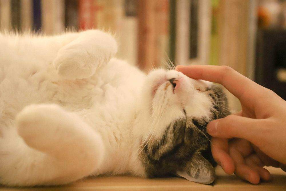 ilustrasi kucing peliharaan (pexels.com/@Cats_Coming)