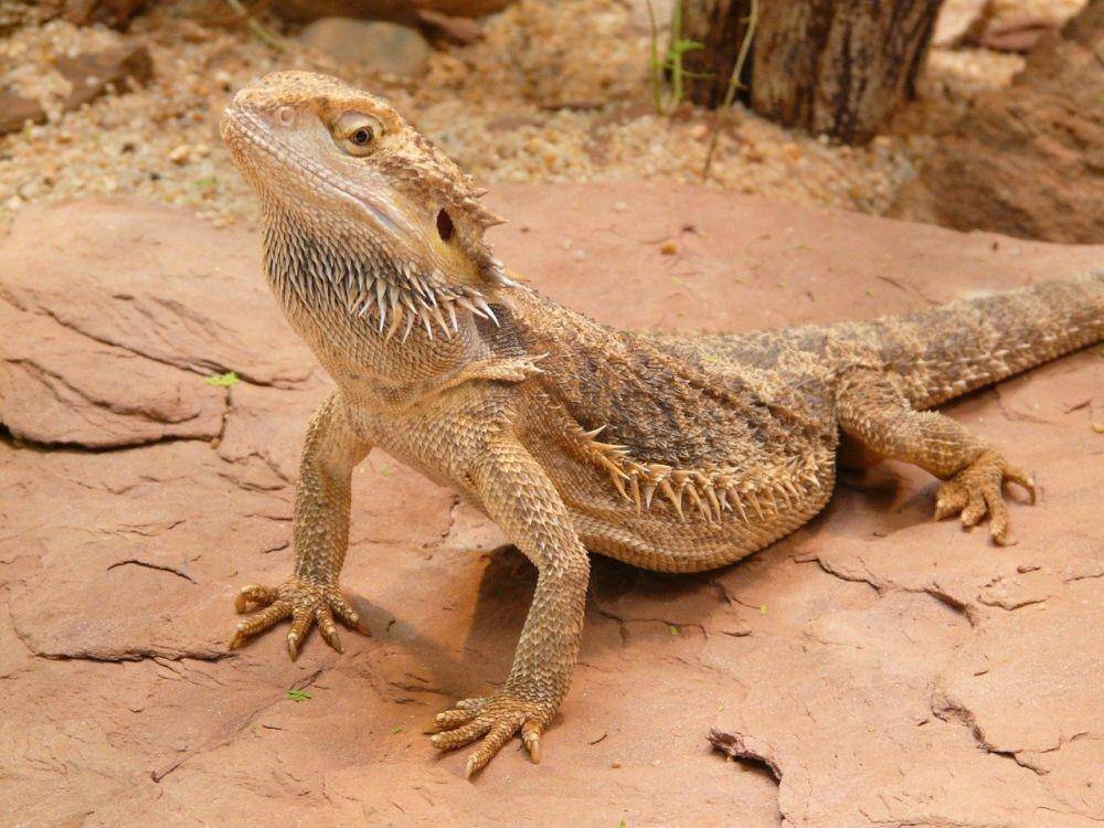 ilustrasi bearded dragon (pixabay.com/Hans)