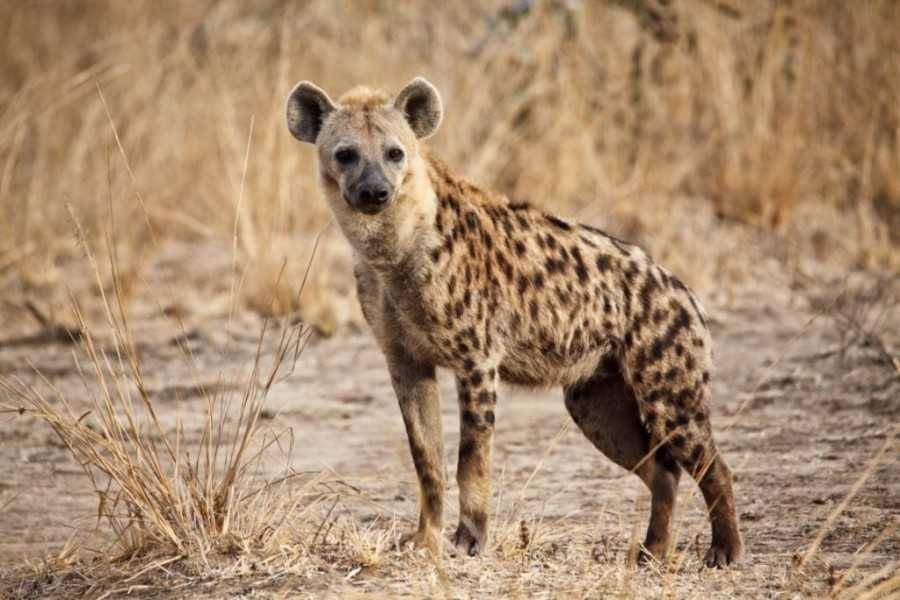 ilustrasi hyena tutul (shadowsofafrica.com)