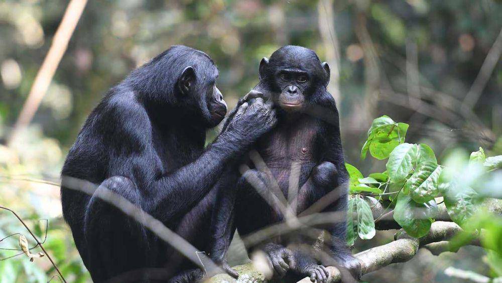 ilustrasi hewan bonobo (newscientist.com)