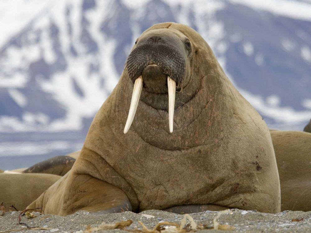ilustrasi walrus (kids.nationalgeographic.com)
