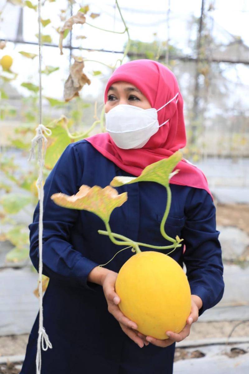 Gubernur Jatim, Khofifah Indar Parawansa saat tinjau budidaya melon love dan kotak di Sidoarjo. Dok. Humas Pemprov Jatim.
