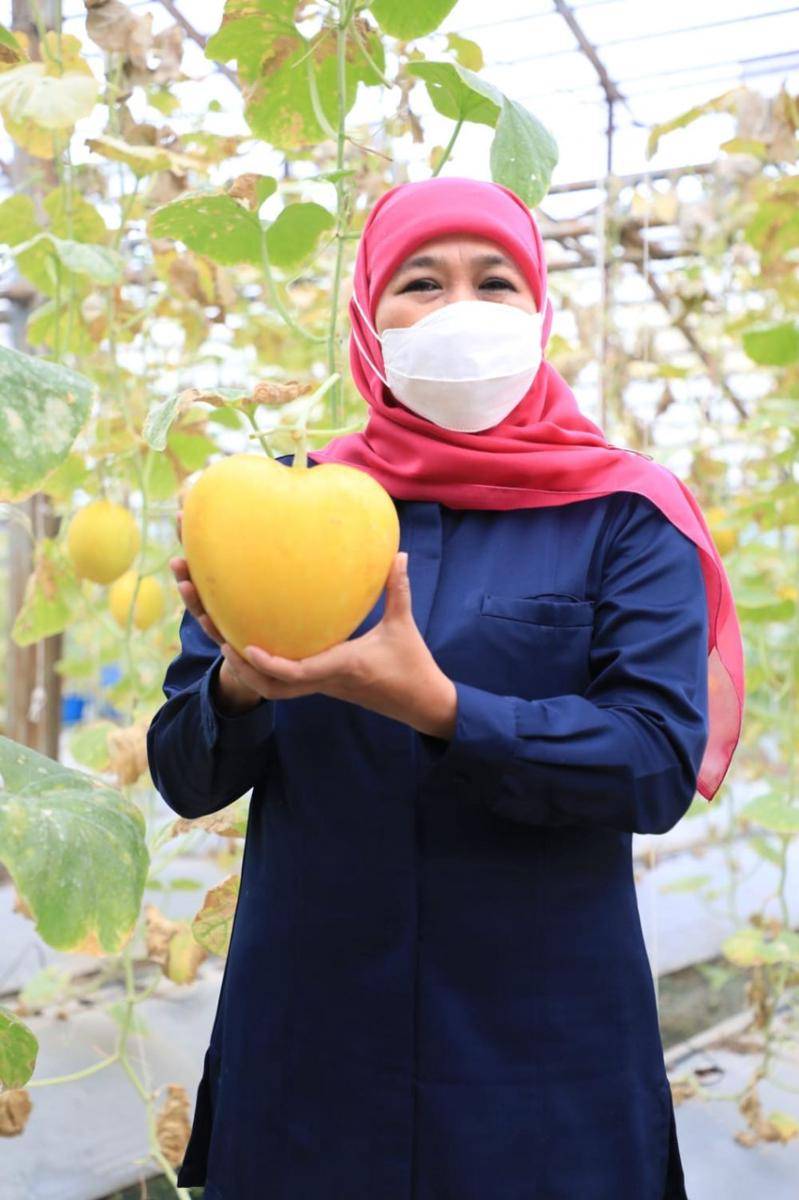 Gubernur Jatim, Khofifah Indar Parawansa saat tinjau budidaya melon love dan kotak di Sidoarjo. Dok. Humas Pemprov Jatim.