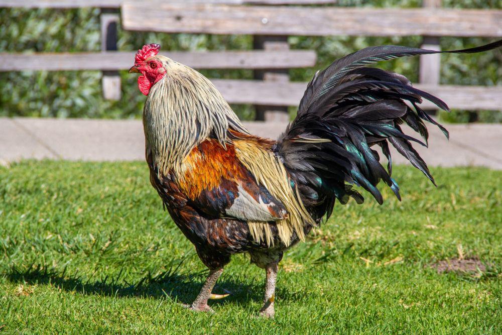 10 Fakta Unik Jago, si Penjaga Kawanan Ayam, nih!