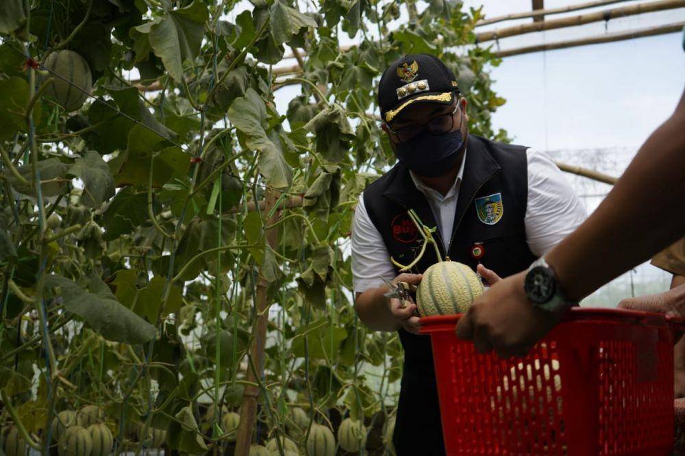 Bupati Kediri Hanindhito Himawan Pramono mengunjungi kelompok Tani Muda Melo Hydro di Desa Ngadiluwih, Kecamatan Ngadiluwih, Senin (21/2/2022). (Dok. Pemkab Kediri)