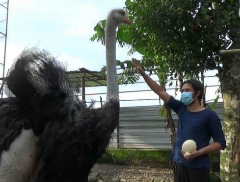Penangkaran burung unta di Sleman / Antaranews.com