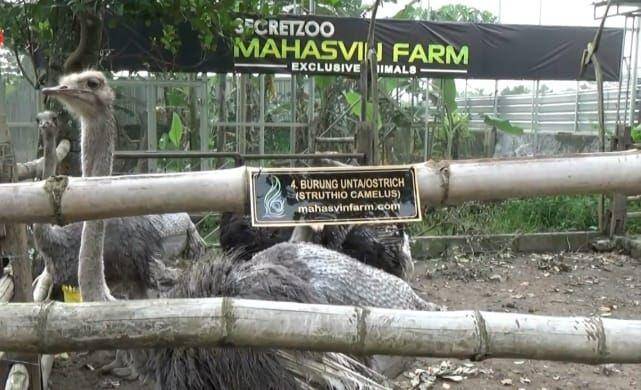 Penangkaran burung unta di Sleman / Antaranews.com