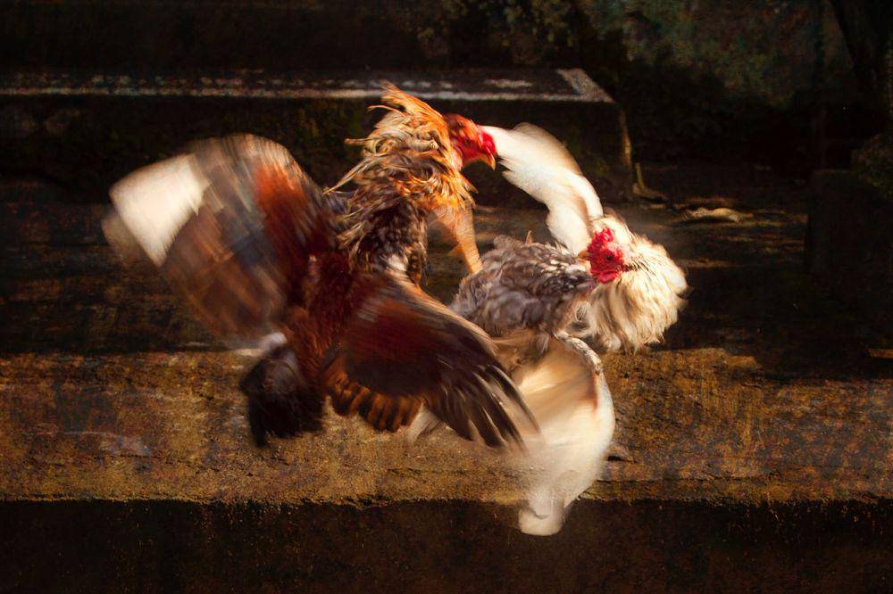 ilustrasi adu ayam jago (pexels.com/saturnus99)