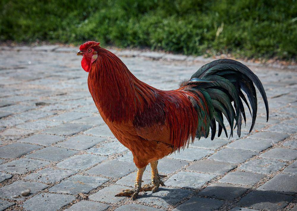 ilustrasi ayam jago (unsplash.com/vidarnm)