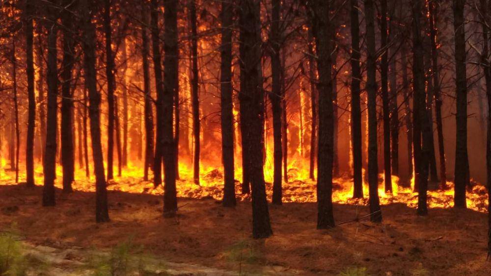 Suasana kebakaran hutan di Corrientes, Argentina. (twitter.com/_itsyae)