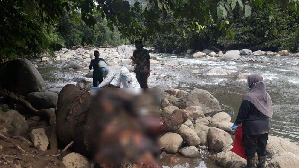 Gajah Sumatra Jantan Ditemukan Mati di Hutan Produksi Aceh Utara