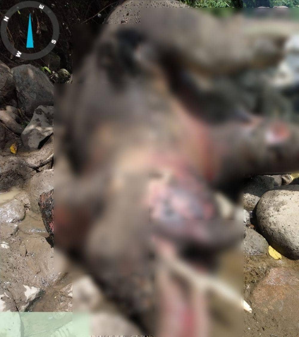 Gajah Sumatra liar jantan ditemukan mati di Kabupaten Aceh Utara. (Dokumentasi BKSDA Aceh untuk IDN Times)