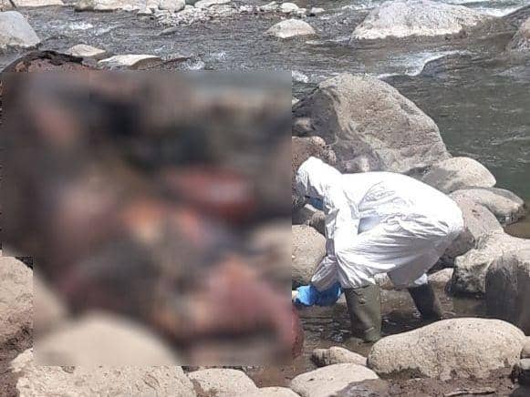 Gajah Sumatra liar jantan ditemukan mati di Kabupaten Aceh Utara. (Dokumentasi BKSDA Aceh untuk IDN Times)
