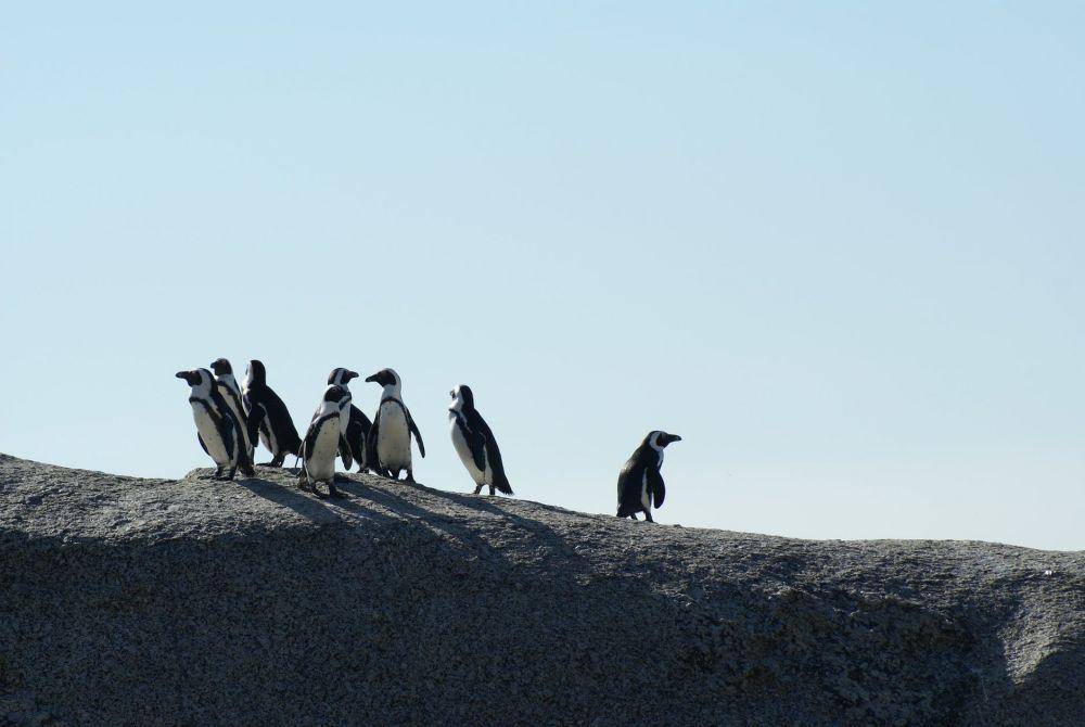ilustrasi penguin di Australia (pexels.com/Noel McShane)