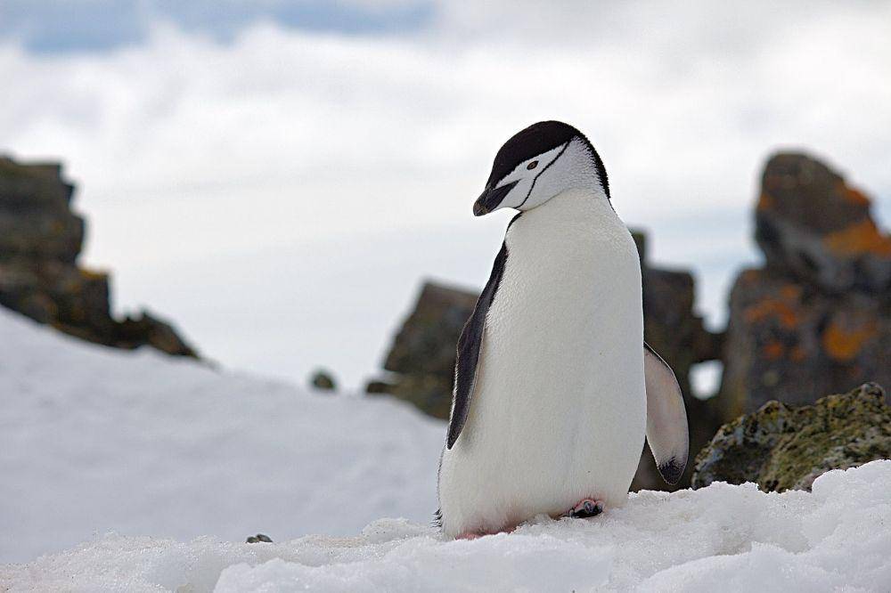 ilustrasi penguin (pexels.com/DSD)