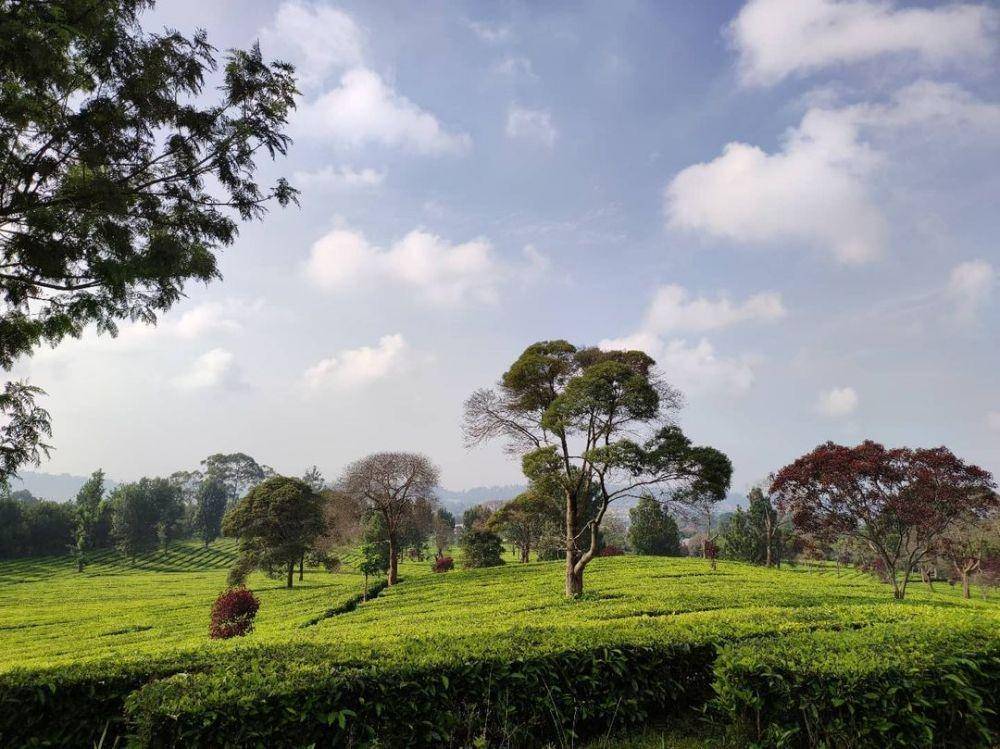 Kebun Teh Sukawarna (instagram.com/peri_sutisna)