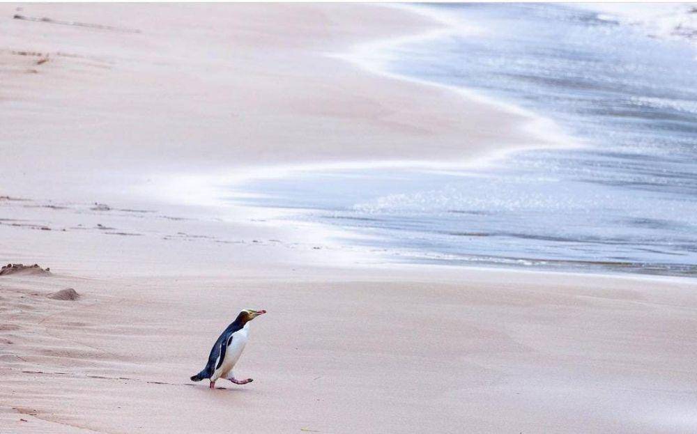 ilustrasi penguin di New Zealand (instagram.com/lanayoungnz)