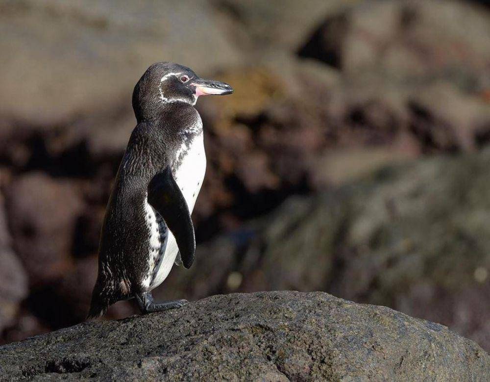 ilustrasi penguin Galapagos (instagram.com/steve.j.russell)