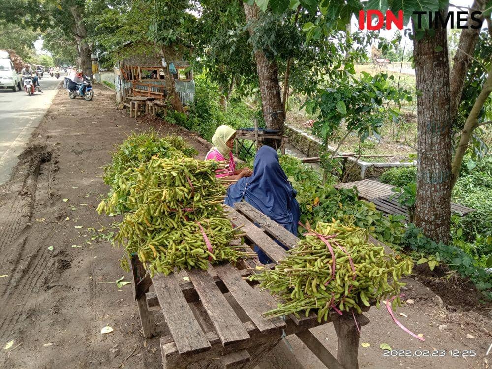Petani lebih memilih menjual kedelai yang masih muda untuk sayur dibandingkan menunggu kering karena lebih menguntungkan (IDN Times/Muhammad Nasir)