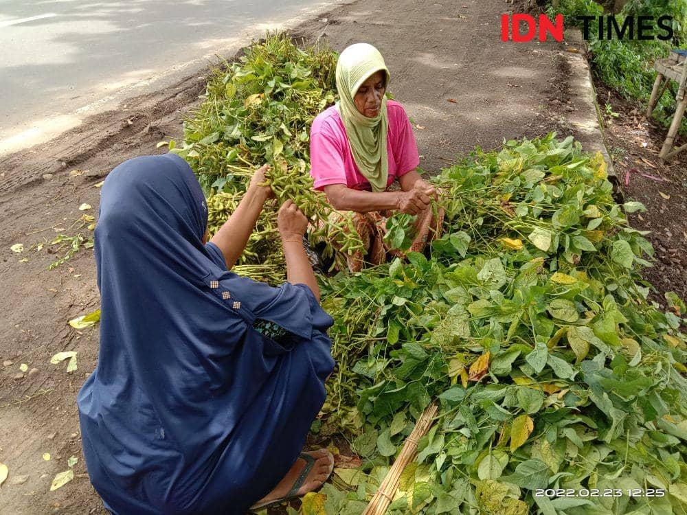 Pemerintah Targetkan Produksi Kedelai 80 Ribu Ton di NTB