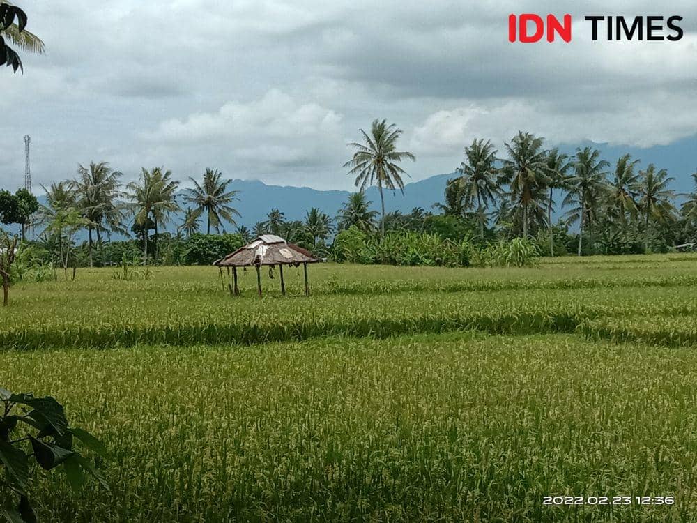Petani di NTB masih menanam padi. Usai panen, Pemerintah menargetkan menanam kedelai seluas 50 ribu hektare di NTB (IDN Times/Muhammad Nasir)