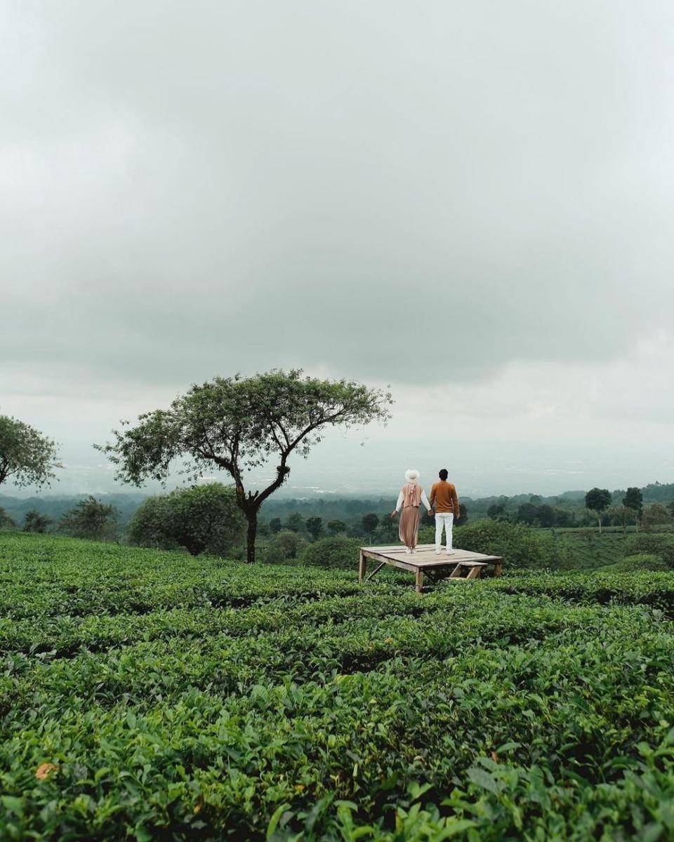 Kebun Teh Wonosoro, Malang (instagram.com/yoskareza)