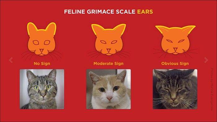 Feline Grimace Scale (abc.net.au)